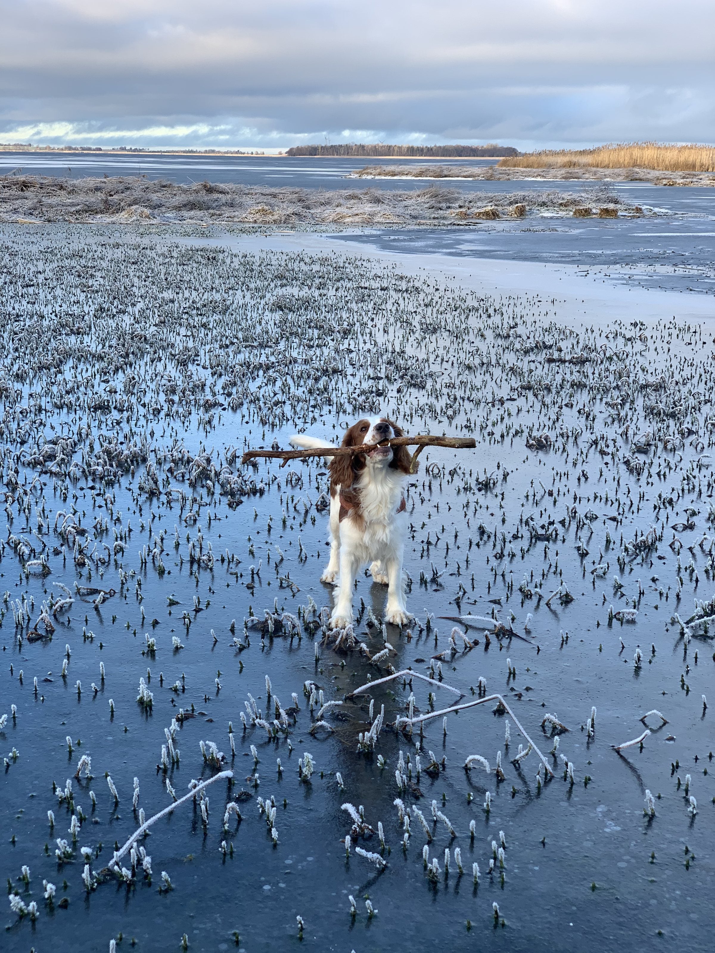 Hund ute i naturen