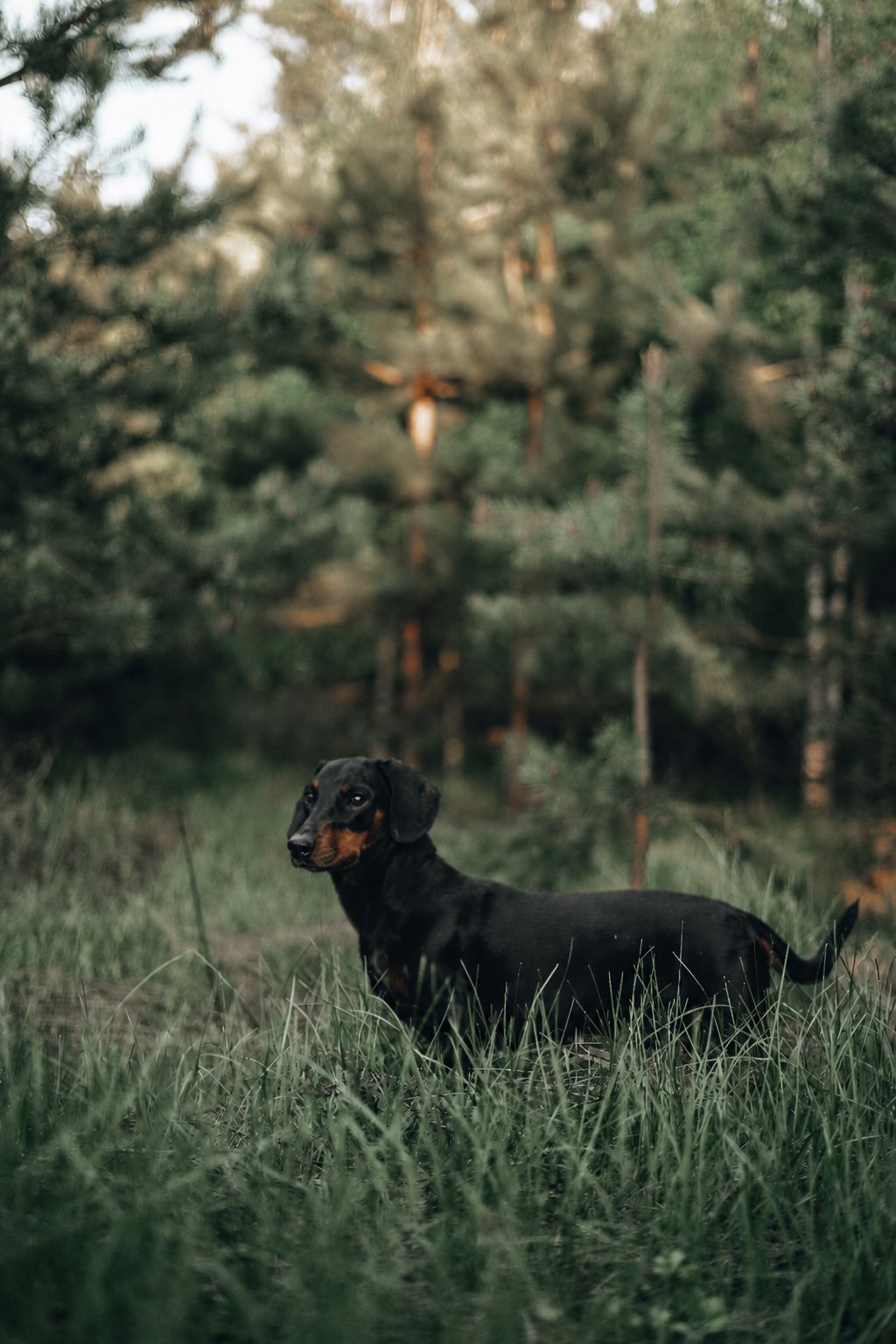 Tax i skogen